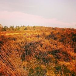 Scenic view of grassy field against sky