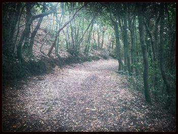 Walkway amidst trees in forest