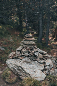 Close-up of rock in forest