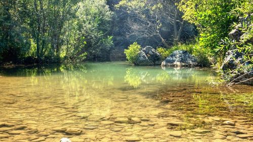 Scenic view of waterfall in forest