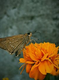 Close-up of butterfly pollinating on flower