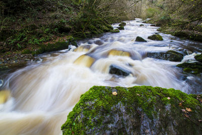 Scenic view of waterfall in forest