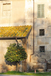 Yellow flowers on wall of building