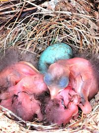 High angle view of bird in nest