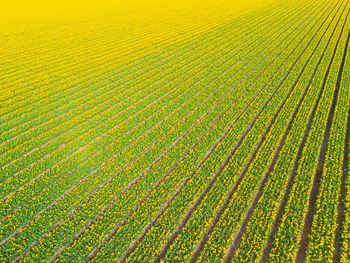 Full frame shot of agricultural field