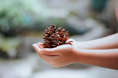 Cropped hand holding pine cone