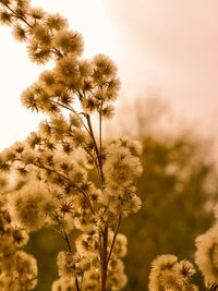 Close-up of flowering plant against sky