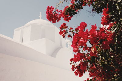 Close-up of red flowers against sky