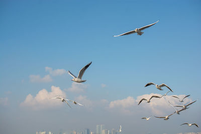 Low angle view of seagulls flying