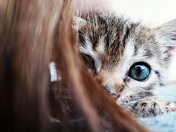 Close-up portrait of a cat