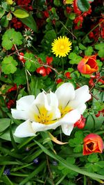 Close-up of yellow flowers blooming outdoors
