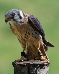 Close-up of owl perching on wood