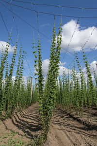 Plants growing on land against sky