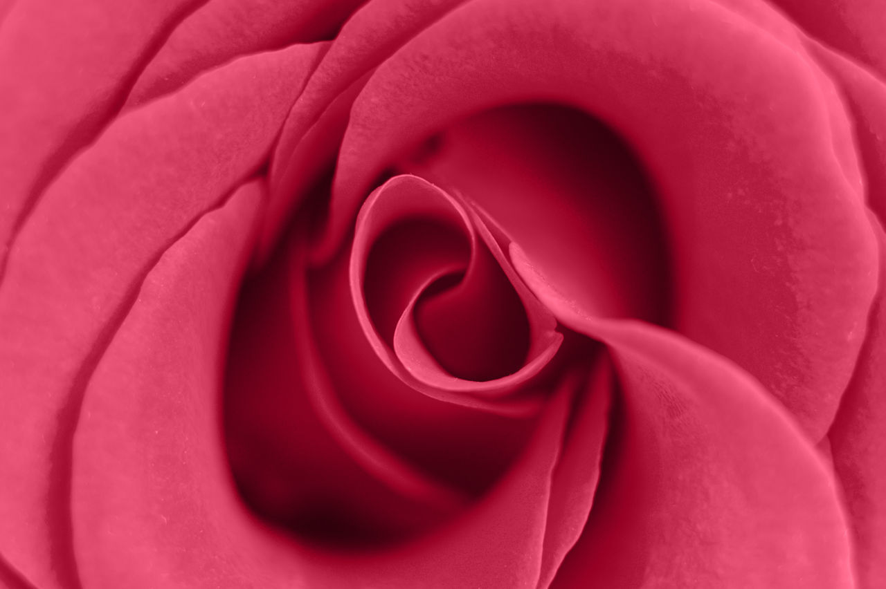 pink, flower, rose, beauty in nature, flowering plant, red, close-up, plant, petal, full frame, nature, no people, fragility, freshness, macro photography, flower head, inflorescence, backgrounds, valentine's day, love, extreme close-up, garden roses, macro, positive emotion, pattern, softness, emotion, purple, celebration