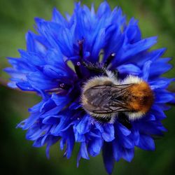 Close-up of honey bee on purple flower
