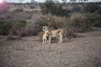 Lioness with cub standing outdoors