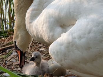 Close-up of a swan