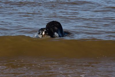 Dog laying in the sea as waves go over her