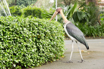 Side view of a bird