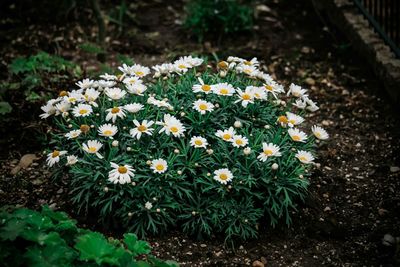 Close-up of white daisy flowers blooming in field