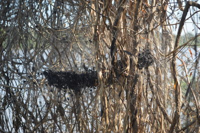 View of a bird in a forest