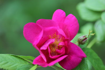 Close-up of pink flowers