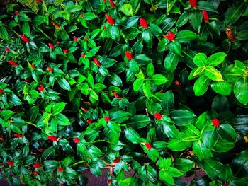 Close-up of red flowers