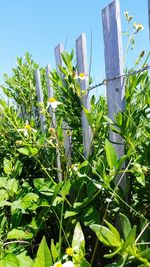 Low angle view of plants