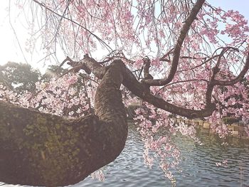 Low angle view of pink cherry tree by lake