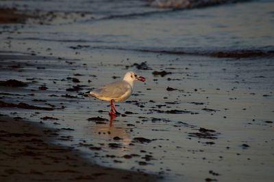 Seagulls on beach