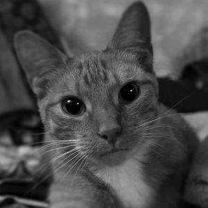 Close-up portrait of cat