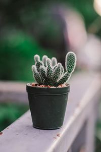 Close-up of succulent plant in pot