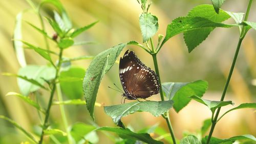 Close-up of butterfly perching on plant
