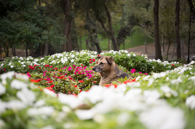 Stray dog amidst flowers at park