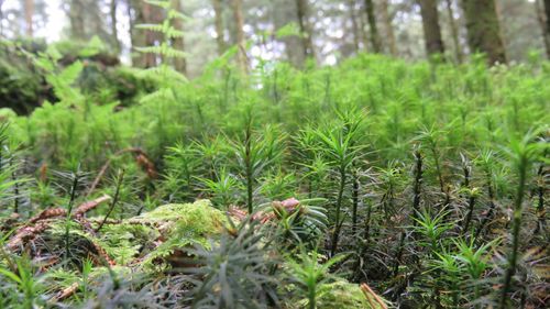 Close-up of plants growing on field