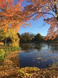 Trees by lake during autumn