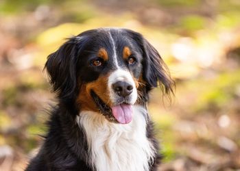 Close-up of dog