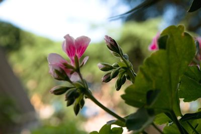 Close-up of flowers blooming outdoors