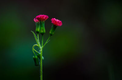 Close-up of flower against blurred background