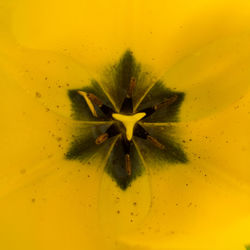 Close-up of yellow flowers