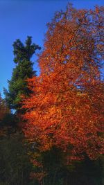 Trees against sky