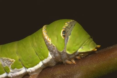 Close-up of insect on leaf