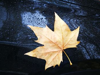 Close-up of maple leaf in water