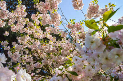 Low angle view of white flowers blooming on tree