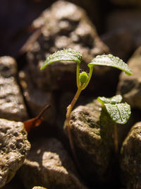 Close-up of green leaf on rock