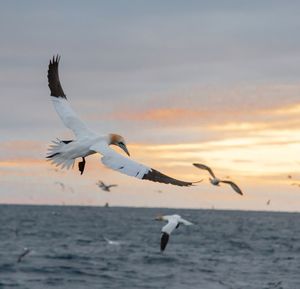 Seagulls flying over sea against sky