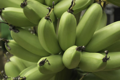 Close-up of bananas growing on tree