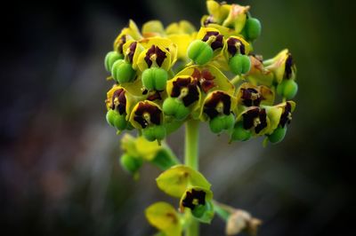 Close-up of yellow flowering plant