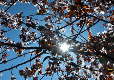 Low angle view of flower tree