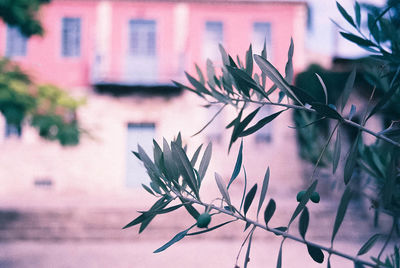 Close-up of flowering plant against building